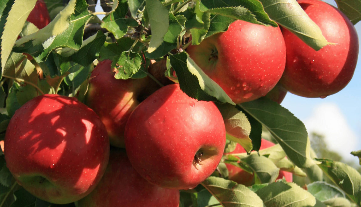 Apfelanbau Pesterwitz