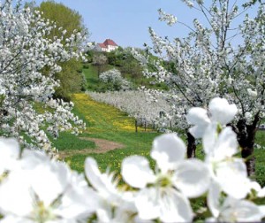 Kirschplantage Gut Pesterwitz im Frühling