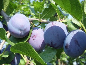 Pflaumen & Zwetschgen aus eigenem Anbau auf Gut Pesterwitz bei Dresden