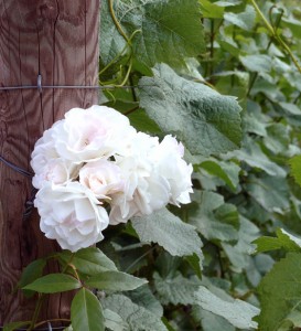 Rosenblüte im Weinberg