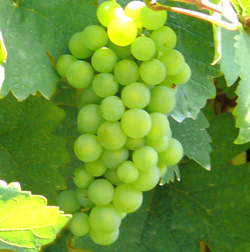 Weißwein aus Sachsen