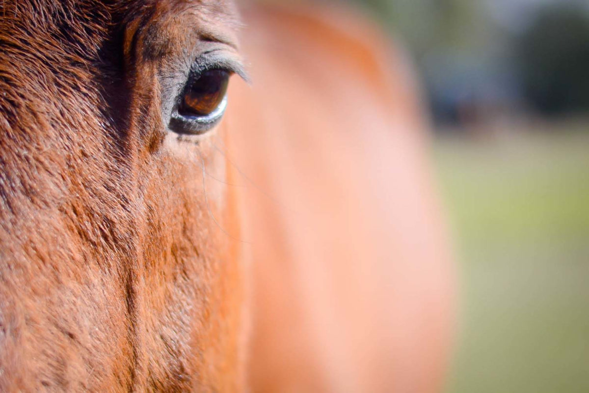 Reitunterricht in Dresden