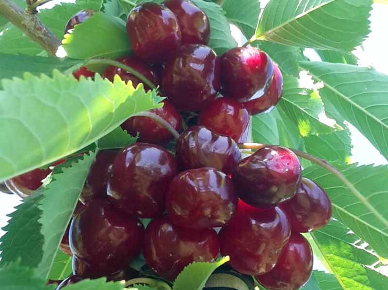 Süßkirschen von Pesterwitzer Plantagen