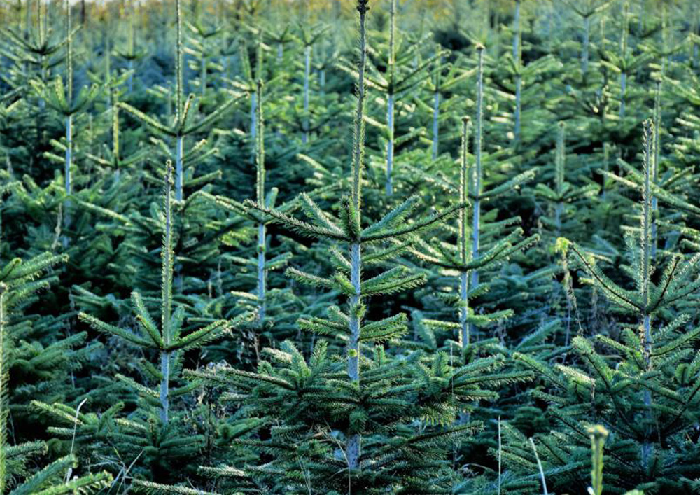 Pesterwitzer Weihnachtsbaumplantage - Foto: Steffen Klameth